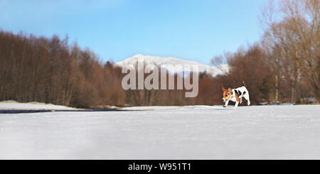 Kleine Jack Russell Terrier über schmelzende Schnee Fluss fallen, springt im Run, Bäume und Berge im Hintergrund, auf einem sonnigen Frühlingstag Stockfoto