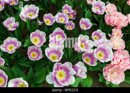 Top und bis Gruppe anzeigen von Pink, Violett und Weiß blühenden Tulpen schließen. Stockfoto