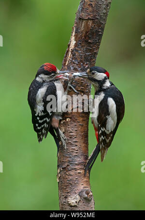 Männliche Buntspecht, Dendrocopos major juvenile Feeds. Stockfoto