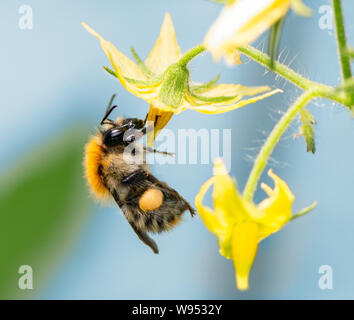 Makro einer Hummel (Bombus pascuorum) auf einer Blume Blüte Stockfoto