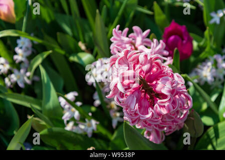 In der Nähe der rosa Ton der blühenden Hyazinthen Blume Garten im Frühjahr Saison. Stockfoto