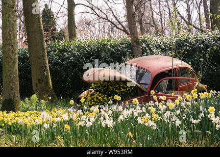 Bunte gelb, weiß und orange Daffodil oder Narcissus Jonquilla Blumen und blühenden Blumen in verlassenen rot Rost alten Volkswagen Käfer Stockfoto