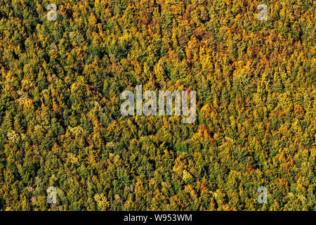 Beautiful yellow, orange and green autumn forest, many trees on the orange hills Stockfoto