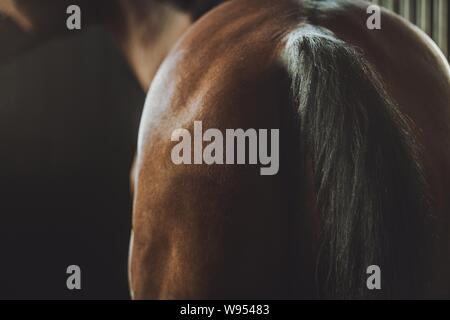 Pferd und Schwanz in einer Scheune. Reiten Thema. Stockfoto