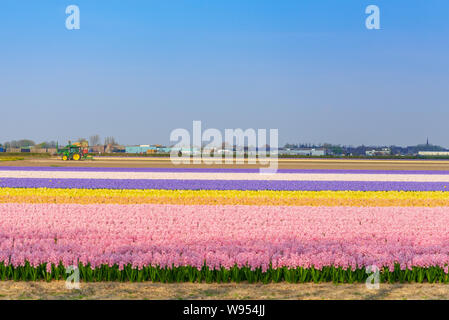Im sonnigen Panoramablick horizontale Ansicht der Schicht der verschiedenen Mischung bunt blühen und wachsen Tulpen Feld in ländlicher Umgebung. Stockfoto