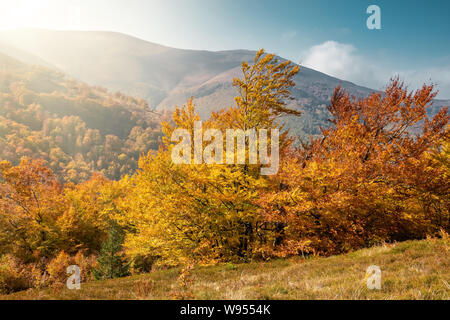 Schöne Landschaft mit Bäume im Herbst in Karpaten, Ukraine Stockfoto