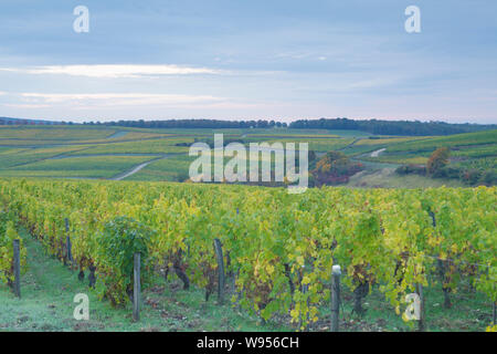 Dawn in die Weinberge von Sancerre, Frankreich. Die Weinberge von Sancerre, Frankreich. Die Gegend ist für seine Weine aus Trauben Sorten wie Pinot n Stockfoto