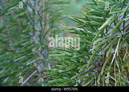 Nahaufnahme des kleinen Stacheln von Octopus baum Strauch - Didierea madagascariensis, endemisch auf der südwestlichen Madagaskar Stockfoto