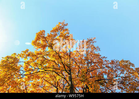 Leuchtend orange-gelben Blätter im Herbst auf treetop gegen den klaren blauen Himmel. Stockfoto