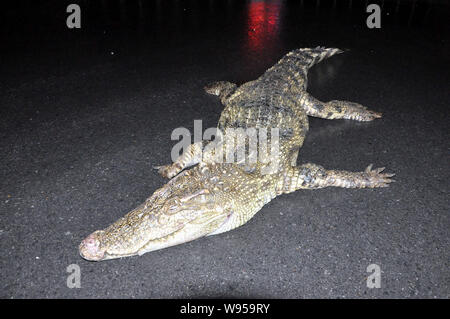 Der Körper eines Krokodils ist auf dem Boden nach einem Fluß in Pudong, Shanghai, China, 15. Januar 2012 gefischt werden. Ein totes Krokodil wurde Stockfoto