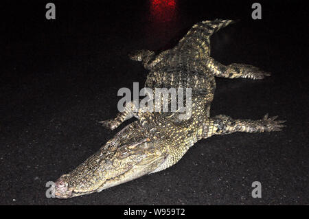 Der Körper eines Krokodils ist auf dem Boden nach einem Fluß in Pudong, Shanghai, China, 15. Januar 2012 gefischt werden. Ein totes Krokodil wurde Stockfoto