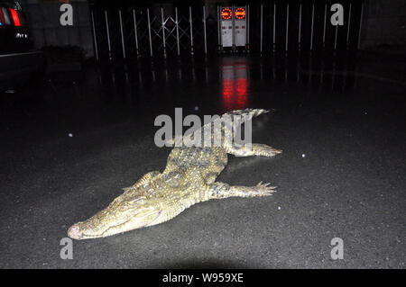 Der Körper eines Krokodils ist auf dem Boden nach einem Fluß in Pudong, Shanghai, China, 15. Januar 2012 gefischt werden. Ein totes Krokodil wurde Stockfoto