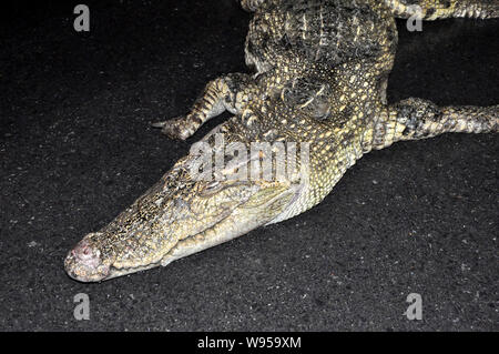 Der Körper eines Krokodils ist auf dem Boden nach einem Fluß in Pudong, Shanghai, China, 15. Januar 2012 gefischt werden. Ein totes Krokodil wurde Stockfoto