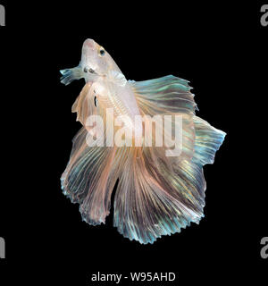 Close up Kunst Bewegung von Betta Fisch oder Siamese fighting fish auf schwarzem Hintergrund Stockfoto