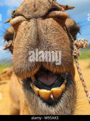 In der Nähe des Camel Lächeln zeigen, et in der Wüste in Indien Stockfoto