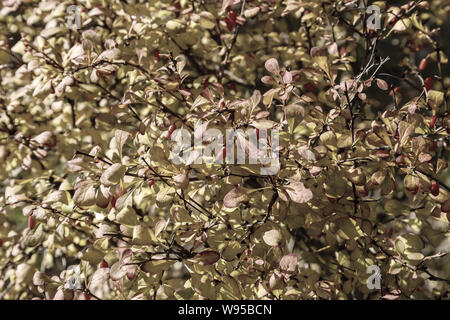 Berberitze Äste mit Laub im Herbst gelb und orange und rote Beeren. Hintergrundbild. Stockfoto