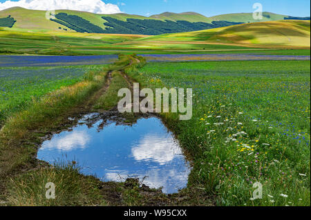 Hochebene von Castelluccio, Pfütze auf der Wiese Stockfoto