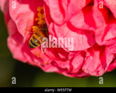 Honey Bee Pollen sammeln von camellia Blume Stockfoto