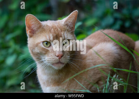 Ingwer Katze im Garten Stockfoto