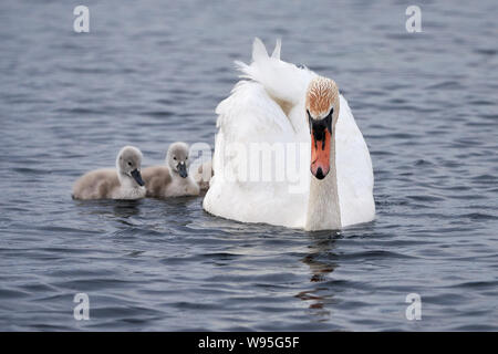 Ein Schwan (Cygnus) mit ihren drei Swan Küken Baden am Federsee in Bad Buchau / Deutschland Stockfoto