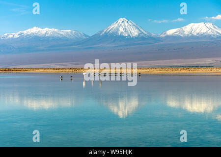 Flamingos an Chaxa Lagune, die atakama Salar, Chile: Ungewöhnliche Andenlandschaft von Salz und Salz See mit Vulkane in der Ferne zu sehen Stockfoto