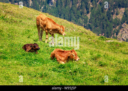 2 Kälber (1 braun, 1 schwarz) und Mutter Kuh auf einem grünen Bergwiese in den Schweizer Alpen Stockfoto