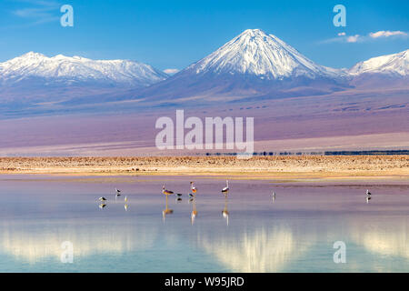 Flamingos an Chaxa Lagune, die atakama Salar, Chile: Ungewöhnliche Andenlandschaft von Salz und Salz See mit Vulkane in der Ferne zu sehen Stockfoto