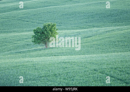 Ein einsamer Baum in der Val d'Orcia, Toskana, Italien. Stockfoto