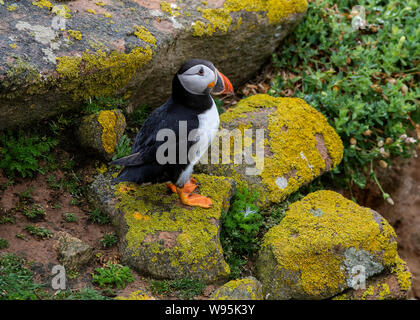 Papageitaucher sitzt auf Flechten bedeckt Rock, Saltee Inseln, SE Irland Stockfoto