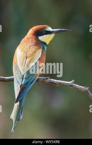 Eine schöne isolierten europäischen Bienenfresser hocken auf einem Zweig in der Natur Hintergrund (merops Apiaster Gerolsheim Deutschland) Stockfoto