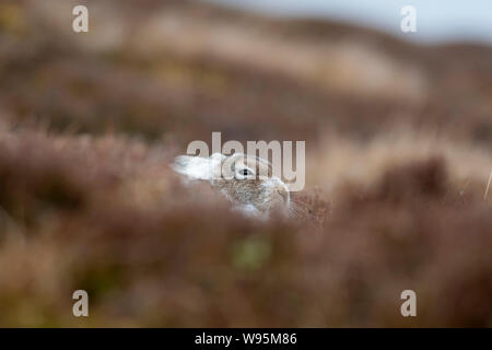 Schneehase (Lepus timidus) sitzt auf einem Hügel im Winter in den schottischen Highlands Stockfoto