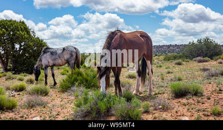 Wilde Pferde in einer Landschaft der Wüste Arizona, USA von Amerika. Canyon de Chelly Bereich an einem sonnigen Frühlingstag, blauer Himmel mit Wolken. Stockfoto