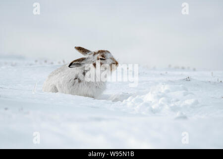 Schneehase (Lepus timidus) schütteln den Kopf in den Schnee in die schottischen Highlands Stockfoto