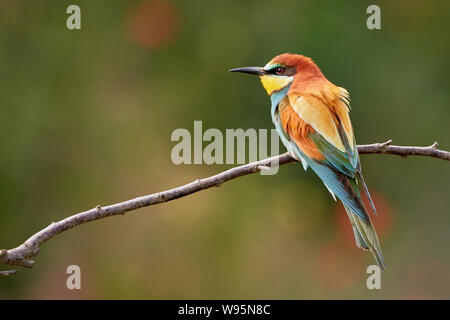 Eine schöne isolierten europäischen Bienenfresser auf einem Zweig in der Natur/Gerolsheim Deutschland Merops apiaster sitzen - Stockfoto