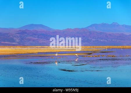 Flamingos an Chaxa Lagune, die atakama Salar, Chile: Ungewöhnliche Andenlandschaft von Salz und Salz See mit Vulkane in der Ferne zu sehen Stockfoto