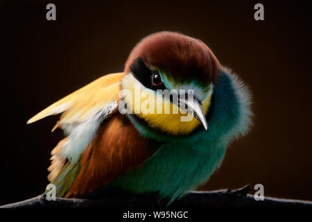 Europäischer Bienenfresser (Merops apiaster) lebendiges Tierporträt aus nächster Nähe Stockfoto