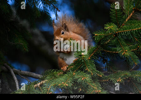 Eichhörnchen (Sciurus vulgaris) thront in Pine Tree in Winter in den schottischen Highlands Stockfoto