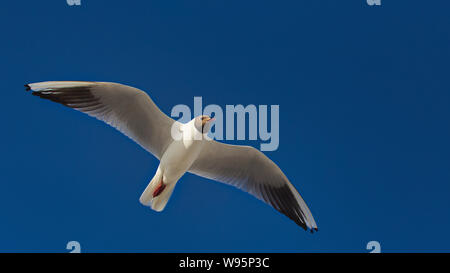 Schwarze Spitze Möwe im Flug Stockfoto