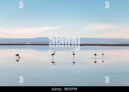 Flamingos an Chaxa Lagune, die atakama Salar, Chile: Ungewöhnliche Andenlandschaft von Salz und Salz See mit Vulkane in der Ferne zu sehen Stockfoto