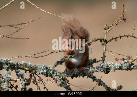 Eichhörnchen (Sciurus vulgaris) essen die Blumen auf einer Lärche Baum im Winter Stockfoto