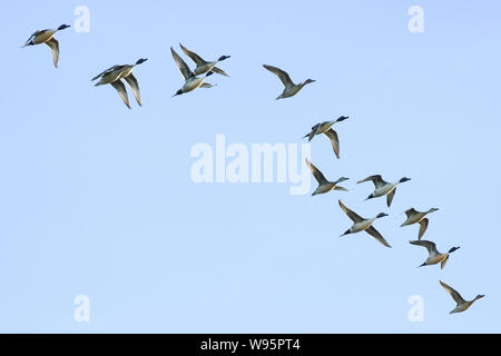 Northern pintail Duck Stockfoto