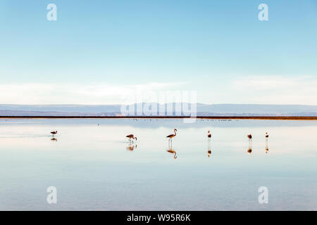 Flamingos an Chaxa Lagune, die atakama Salar, Chile: Ungewöhnliche Andenlandschaft von Salz und Salz See mit Vulkane in der Ferne zu sehen Stockfoto