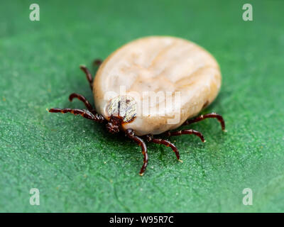 Enzephalitis Virus oder Lyme Krankheit oder Affe Fieber angesteckt Dermacentor Zecke Spinne Insekt auf grünem Blatt Makro Stockfoto