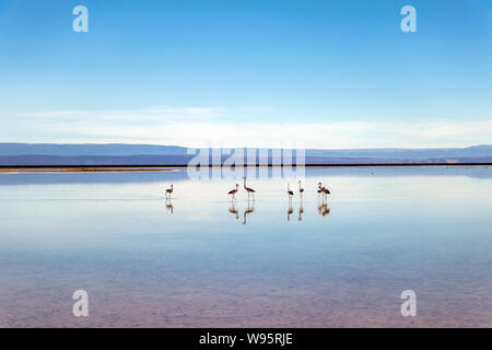 Flamingos an Chaxa Lagune, die atakama Salar, Chile: Ungewöhnliche Andenlandschaft von Salz und Salz See mit Vulkane in der Ferne zu sehen Stockfoto