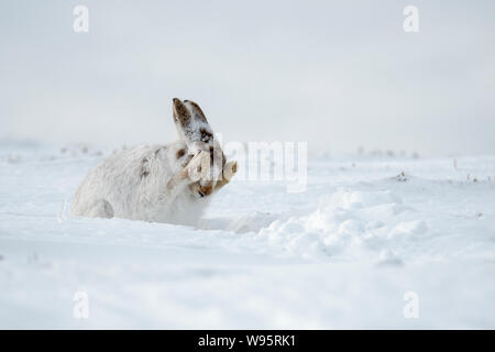 Schneehase (Lepus timidus) Pflege in den Schnee in die schottischen Highlands Stockfoto