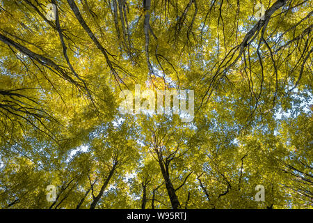 Sie suchen den Bäume im Herbst Wald Stockfoto