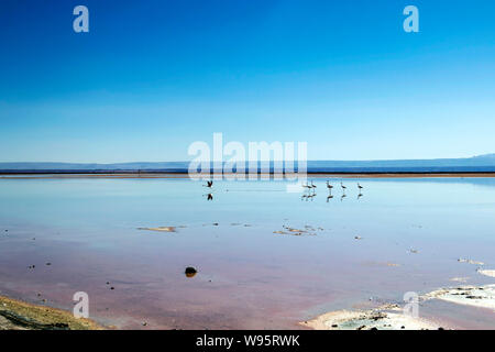 Flamingos an Chaxa Lagune, die atakama Salar, Chile: Ungewöhnliche Andenlandschaft von Salz und Salz See mit Vulkane in der Ferne zu sehen Stockfoto