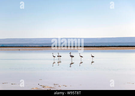 Flamingos an Chaxa Lagune, die atakama Salar, Chile: Ungewöhnliche Andenlandschaft von Salz und Salz See mit Vulkane in der Ferne zu sehen Stockfoto