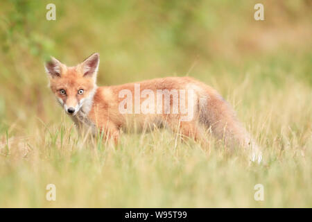 Junger Rotfuchs im hohen Gras (Vulpes vulpes) Stockfoto