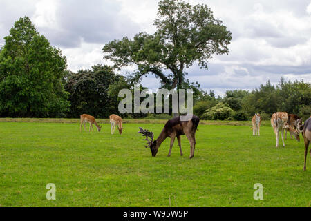 Eine Herde Rehe grasen im Phoenix Park in Dublin, Irland. Stockfoto